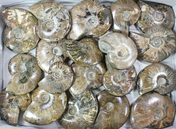 Lot: - Whole Polished Ammonites (Grade B/C) - Pieces #78031